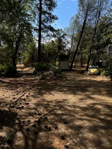a view of a forest with trees