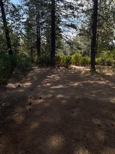 0 Madison Avenue Oak Run, CA 96069 - Photo 14 of 29 a view of a forest with trees