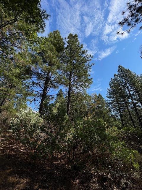 0 Madison Avenue Oak Run, CA 96069 - Photo 16 of 29 a view of a yard