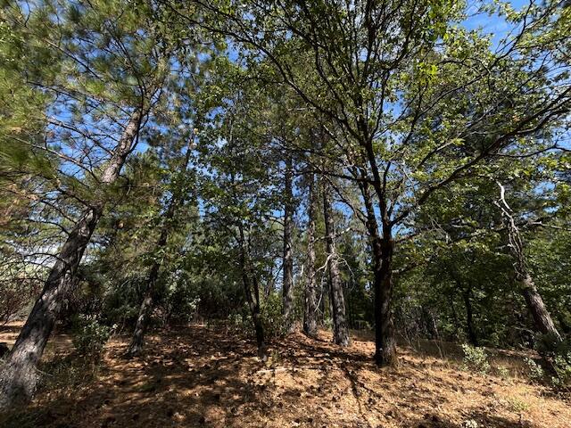 0 Madison Avenue Oak Run, CA 96069 - Photo 20 of 29 a view of tree