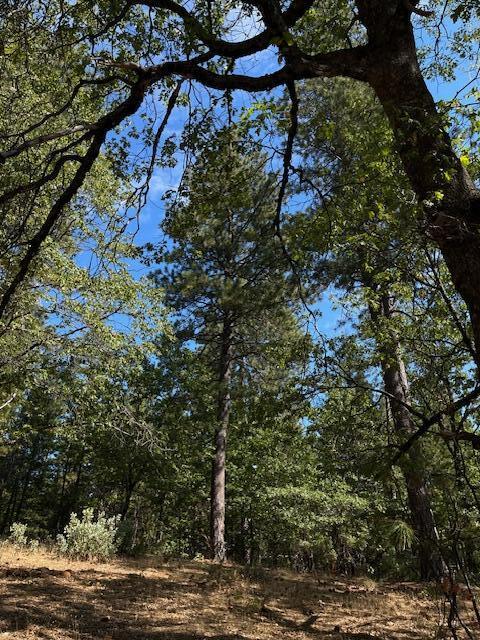 0 Madison Avenue Oak Run, CA 96069 - Photo 24 of 29 a backyard of a house with lots of green space