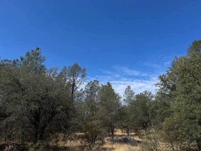 a view of a yard with a tree