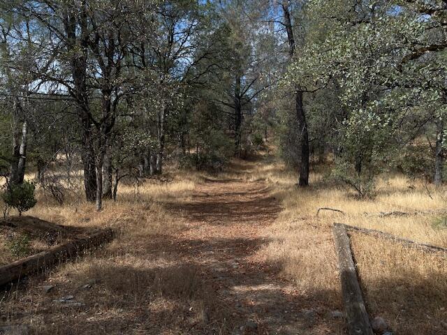 0 Madison Avenue Oak Run, CA 96069 - Photo 6 of 29 a view of a yard with a tree