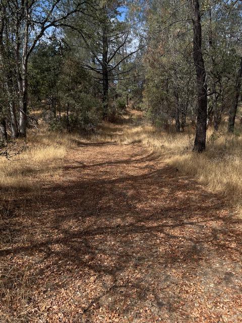 0 Madison Avenue Oak Run, CA 96069 - Photo 7 of 29 a view of a yard with large trees