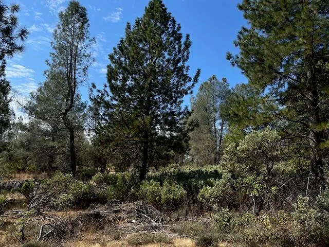 a view of a yard with a tree