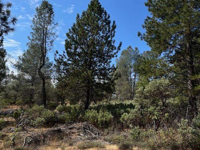 0 Madison Avenue Oak Run, CA 96069 - Photo 10 of 29 a view of a forest with a tree in the background