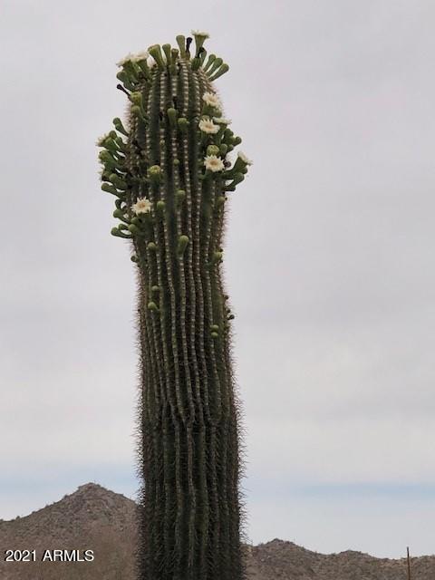 53853 West Sotol Road Maricopa, AZ 85139 - Photo 21 of 23 Sotol Saguaro