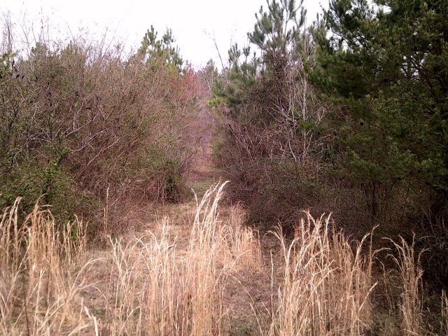 0 Dunnagan Road Rocky Face, GA 30740 - Photo 4 of 10 Gallery Image 4