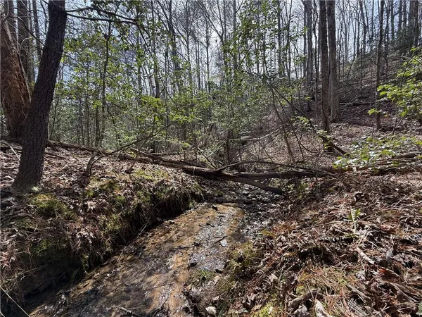 a view of a forest filled with trees