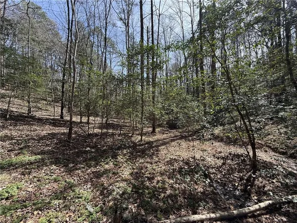 a view of a forest with trees