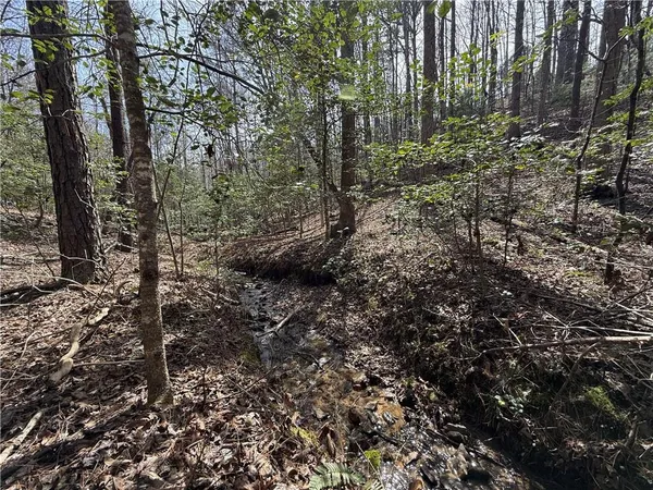 a view of a forest with trees