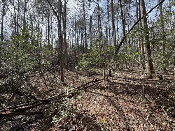 a view of forest