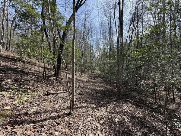 a view of a forest filled with trees