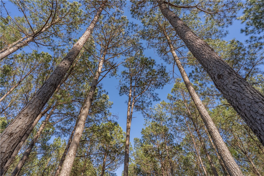 Lot 3 Ben Giddens Road Eastman, GA 31023 - Photo 9 of 9
