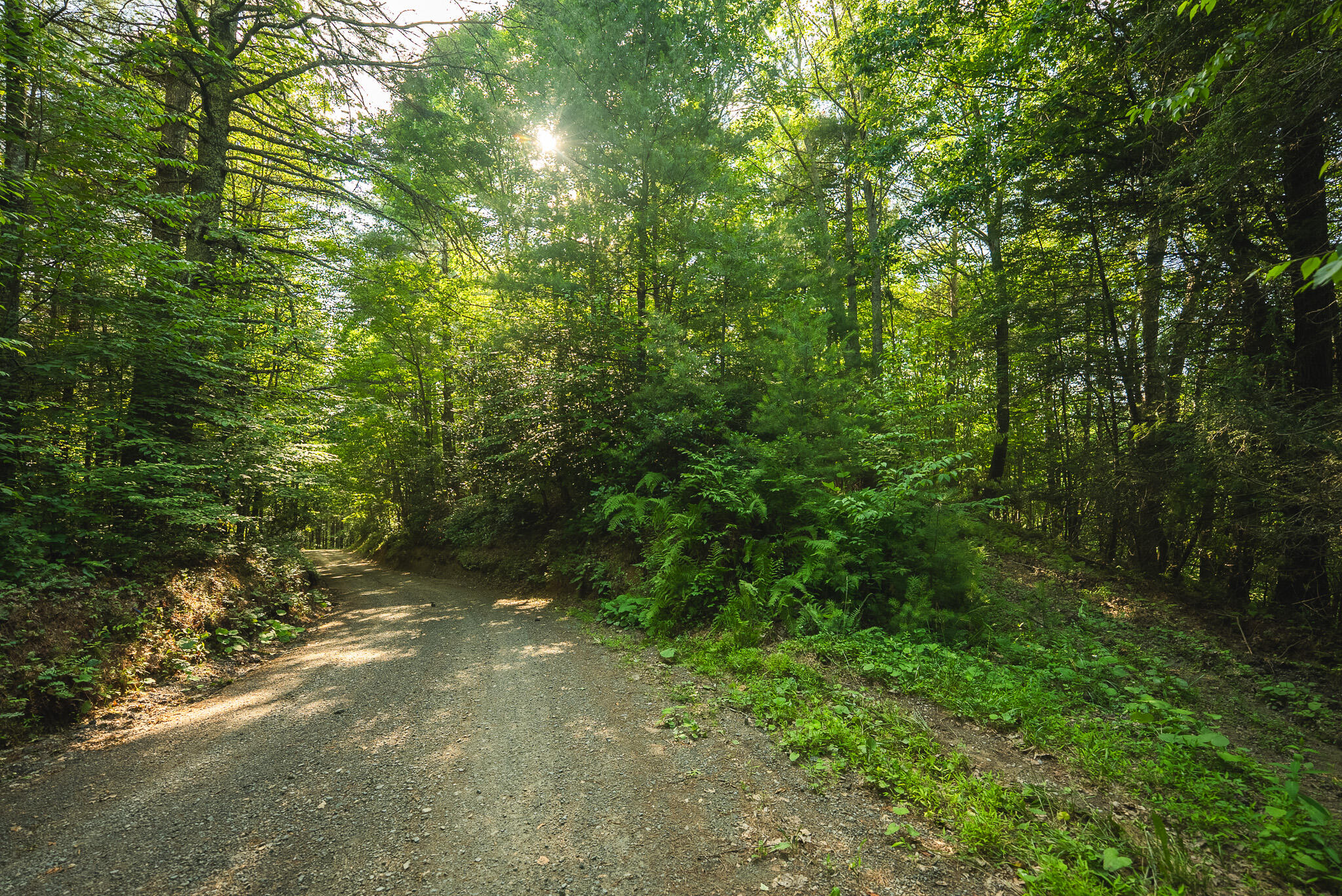 Tbd Sawmill Hill Road Northwest Willis, VA 24380 - Photo 18 of 40 a view of a forest with trees in the background