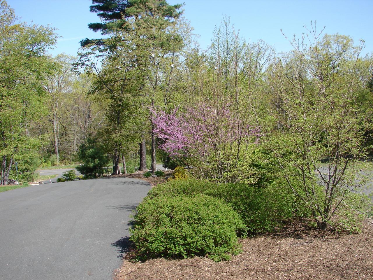 102 Kelly Road Stroudsburg, PA 18360 - Photo 11 of 13 a picture of trees and bushes