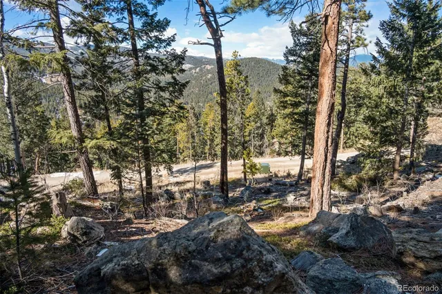 a view of a forest with trees