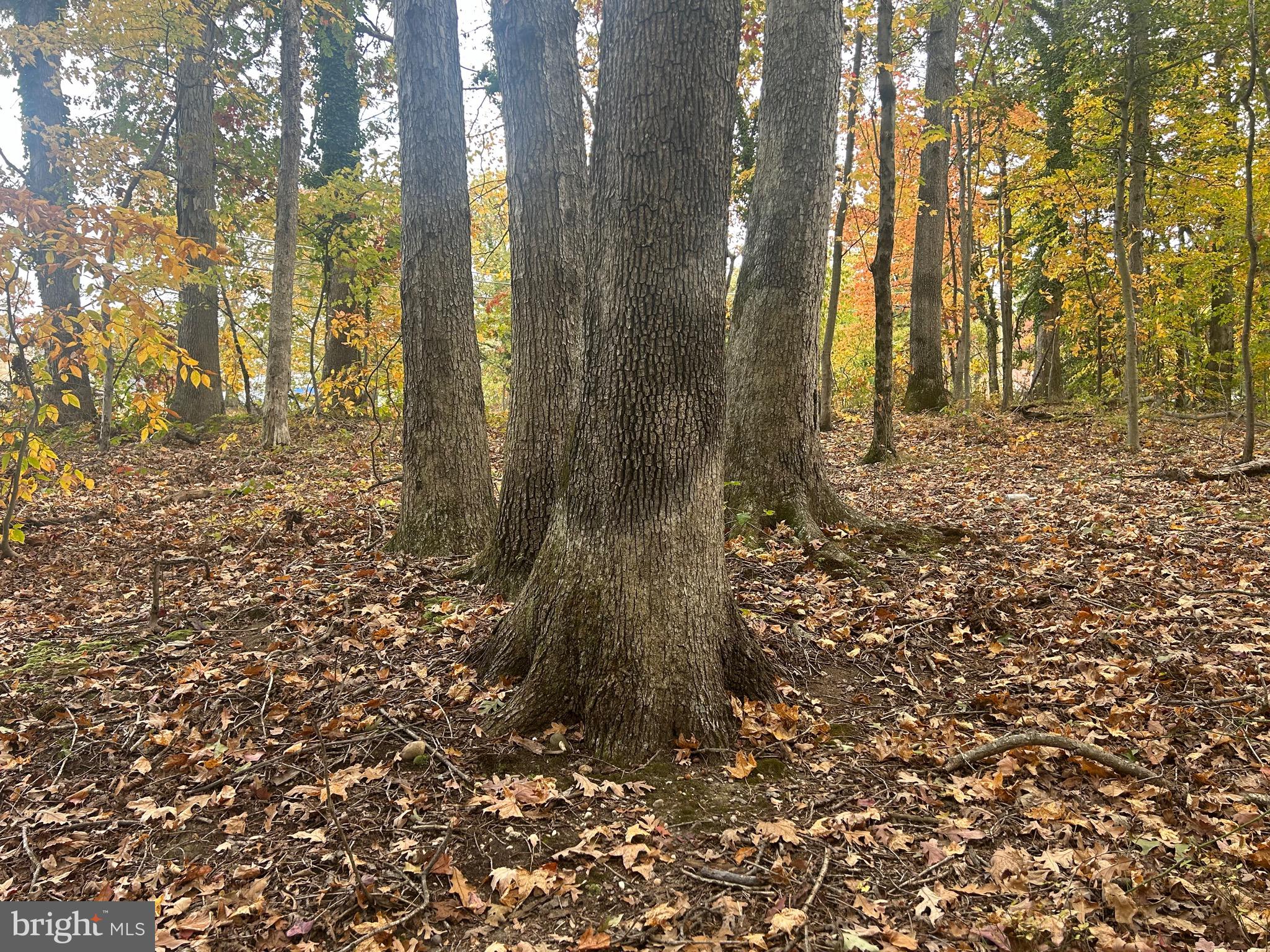Bock Road Fort Washington, MD 20744 - Photo 3 of 11