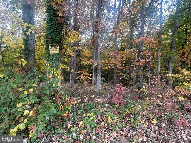 a view of a forest with a tree
