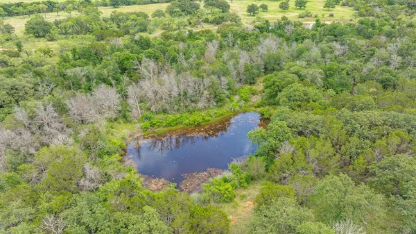 a view of a garden with a tree