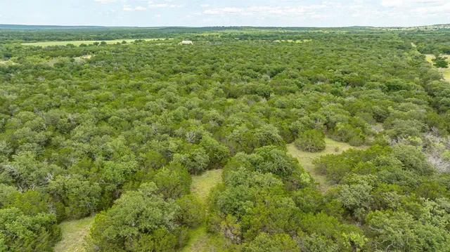 a view of a big yard with plants and large trees