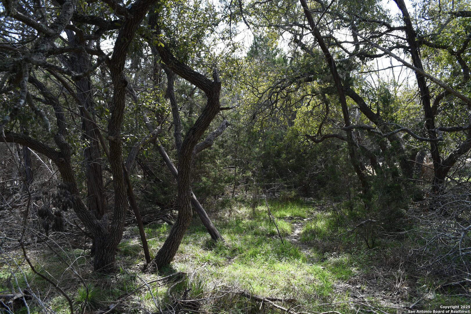 1738 Cave Drive Spring Branch, TX 78070 - Photo 1 of 12 a picture of tree