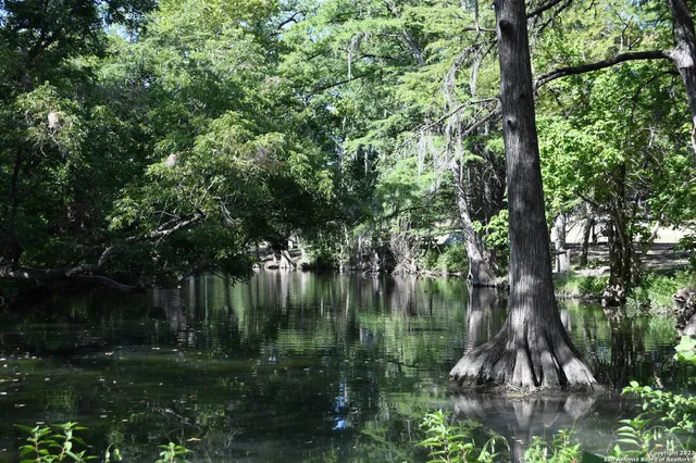 a view of a lake with a tree