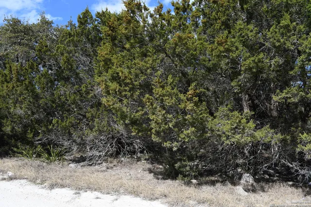 a view of a yard with a tree