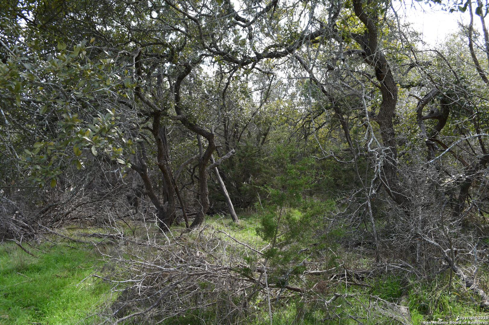 1738 Cave Drive Spring Branch, TX 78070 - Photo 3 of 12 a view of a forest with trees