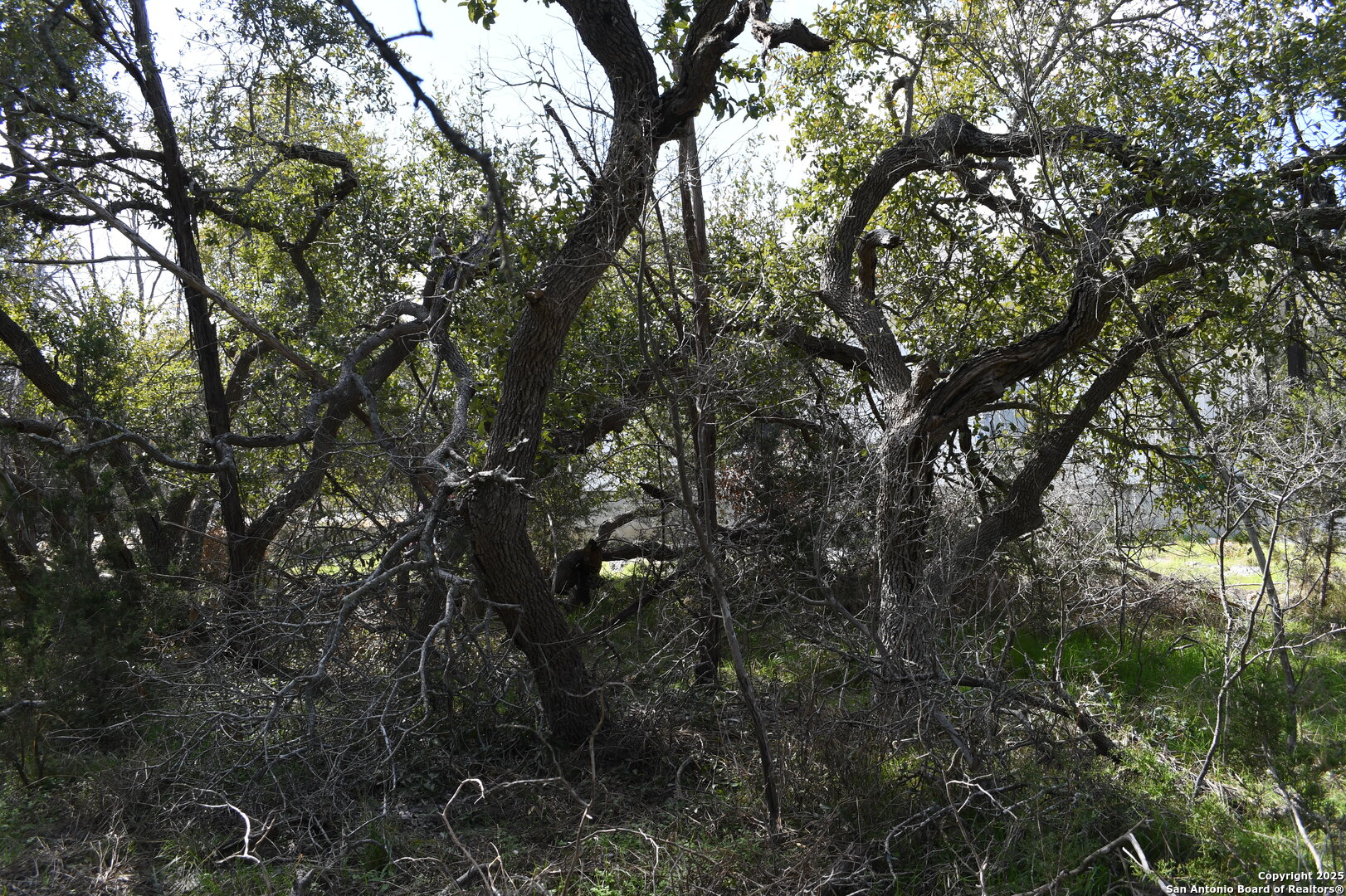 1738 Cave Drive Spring Branch, TX 78070 - Photo 4 of 12 a view of tree