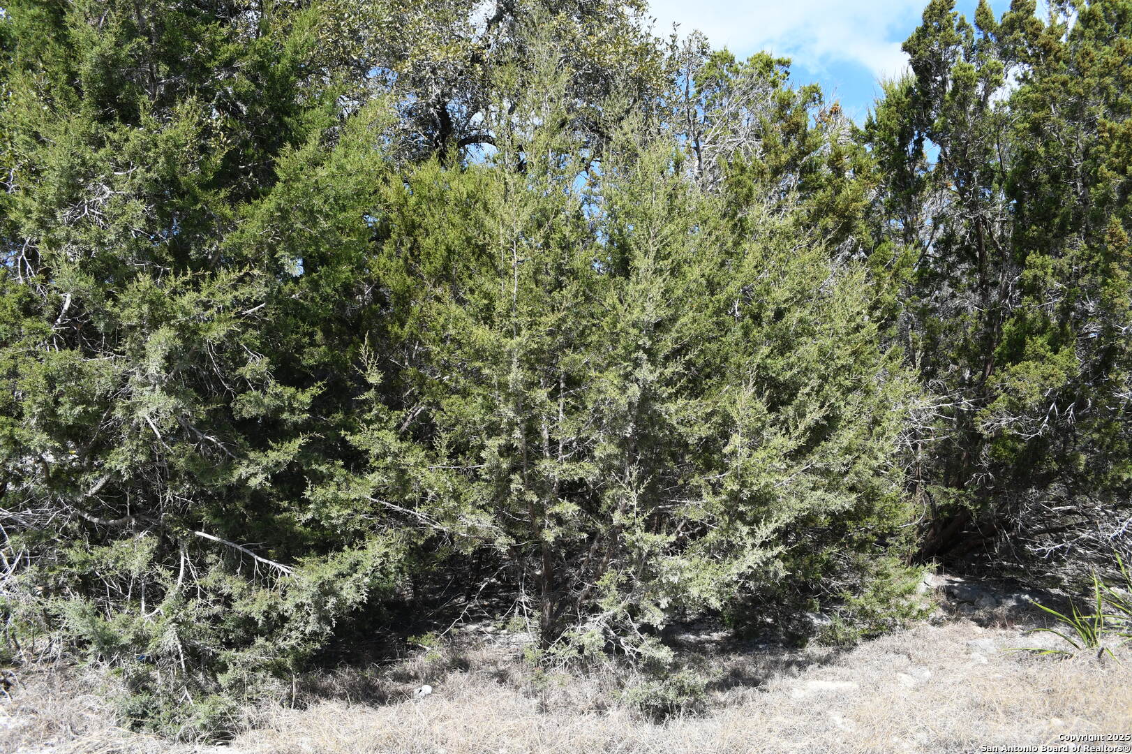 1738 Cave Drive Spring Branch, TX 78070 - Photo 5 of 12 a view of a forest with lots of trees