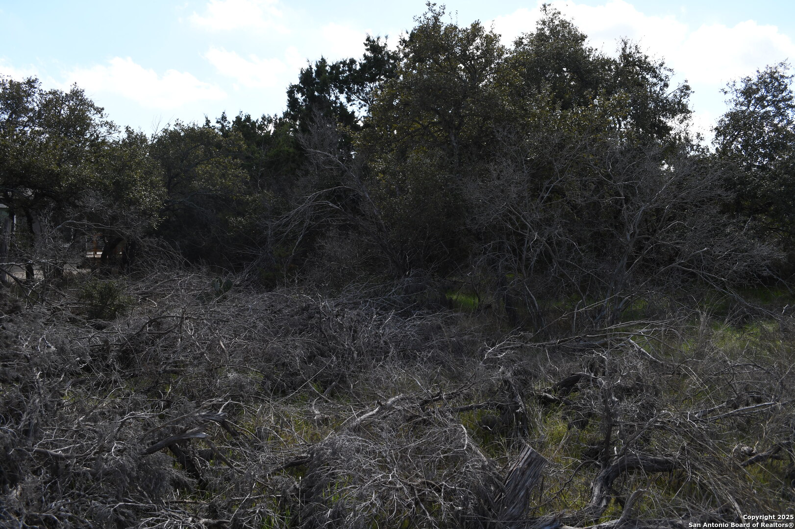 1738 Cave Drive Spring Branch, TX 78070 - Photo 6 of 12 a view of a forest with trees in the background