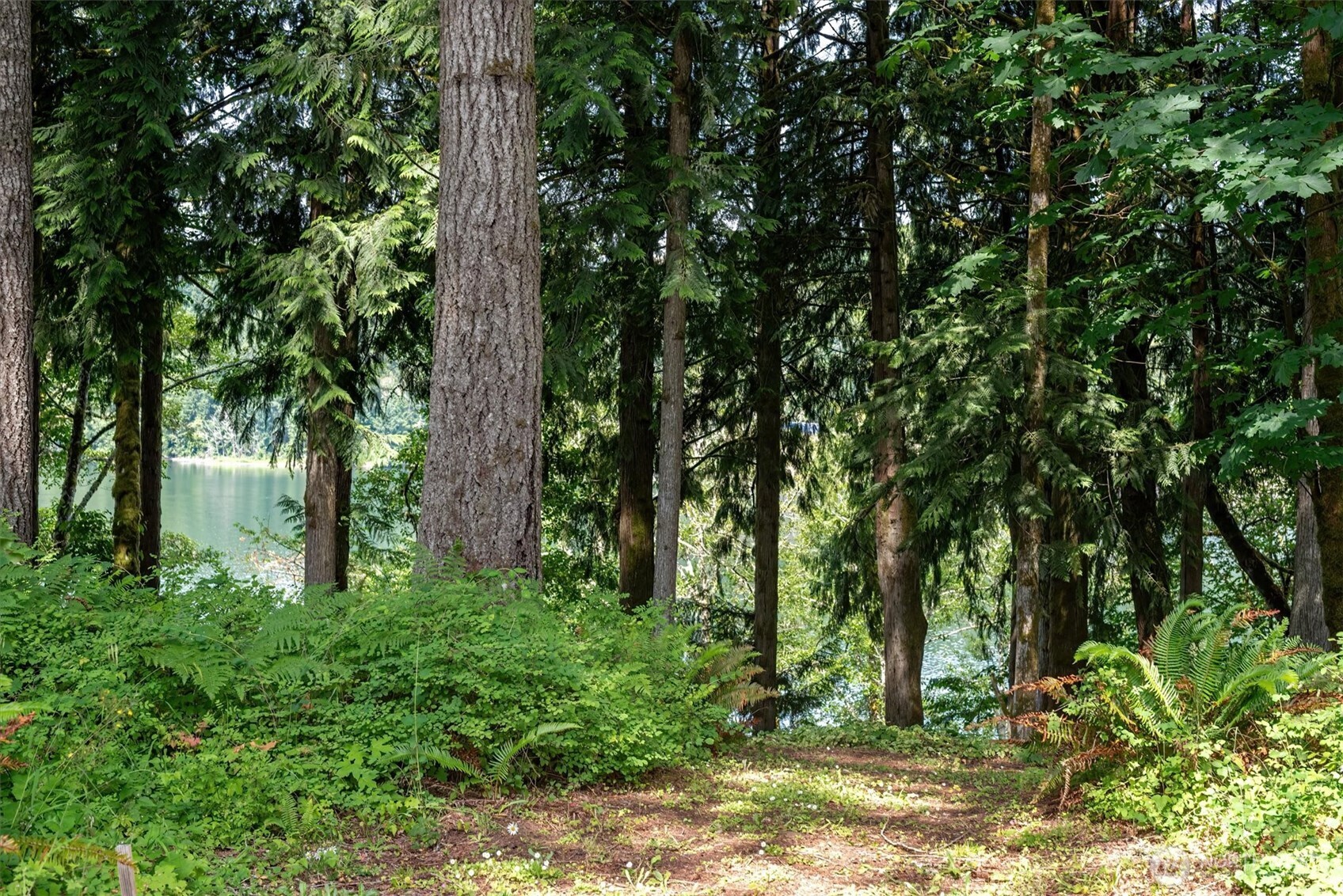 304 Winston Creek Road, Unit B10L3 Mossyrock, WA 98564 - Photo 20 of 30 a view of lush green forest