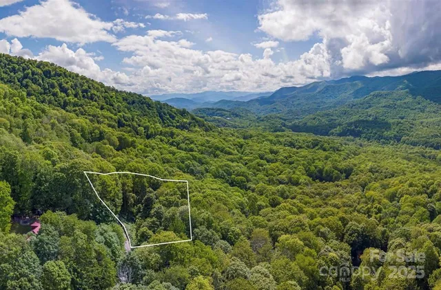 a view of a lush green forest with lots of trees