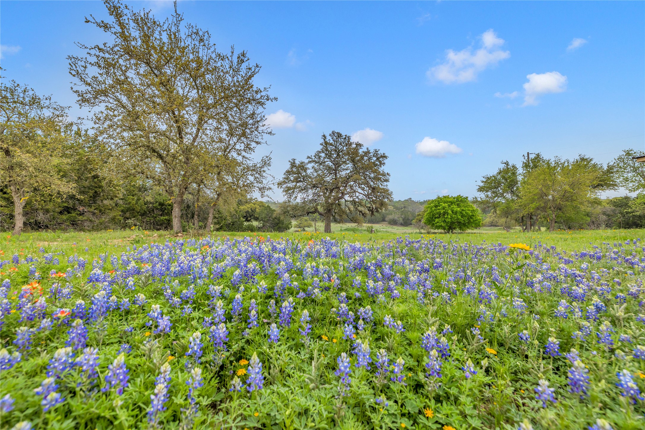 123 Rocky Road Hye, TX 78635 - Photo 4 of 40 Wildflowers in the Spring!