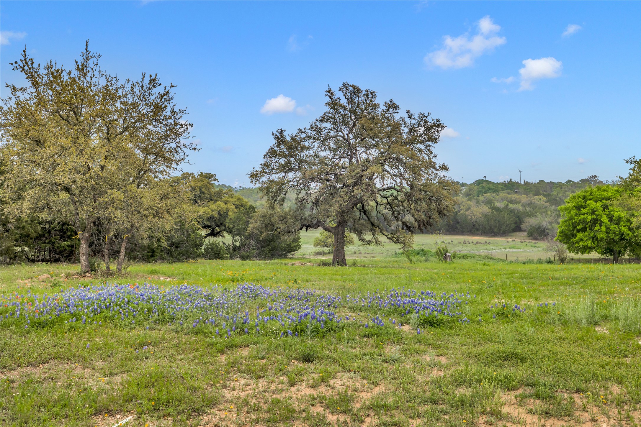 123 Rocky Road Hye, TX 78635 - Photo 5 of 40 Amazing trees.
