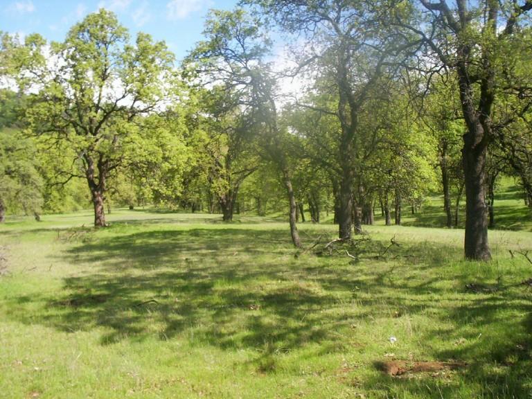 212 Perla Road Igo, CA 96047 - Photo 2 of 2 a view of field with trees