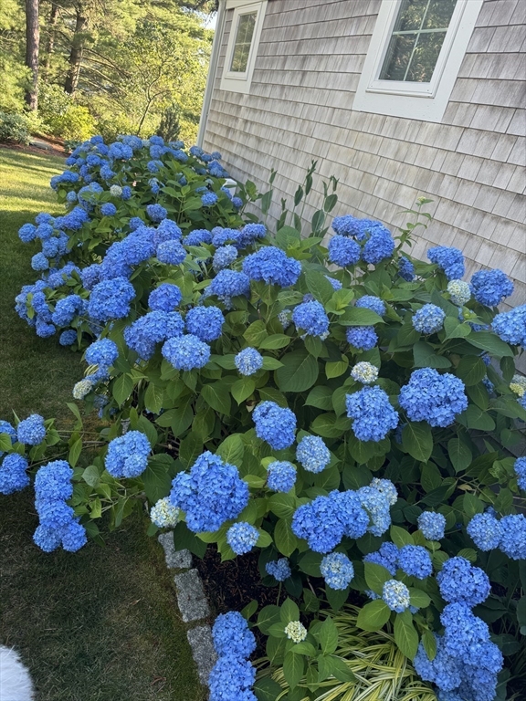 17 Inkberry Lane Plymouth, MA 02360 - Photo 23 of 30 a bunch of flowers and fruits and vegetables