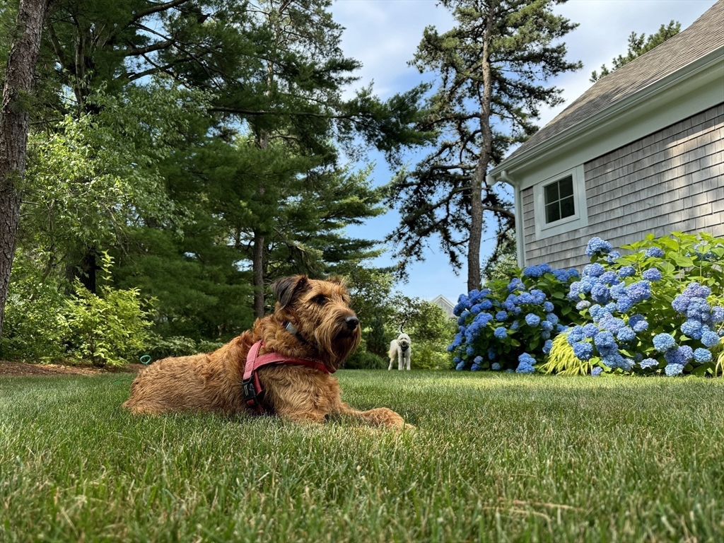 17 Inkberry Lane Plymouth, MA 02360 - Photo 26 of 30 a backyard of a house with lots of green space