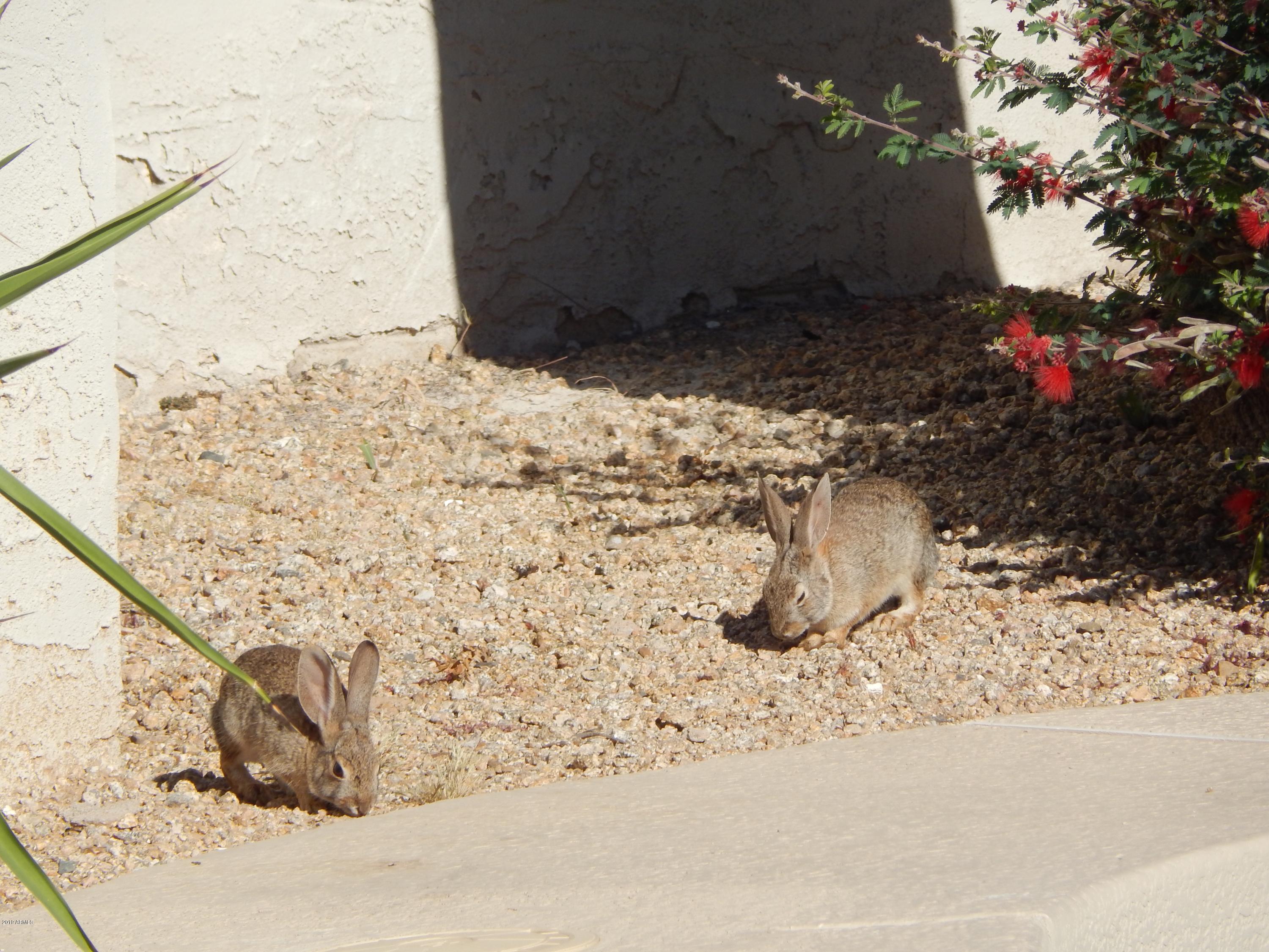 512 West Southern Hills Road Phoenix, AZ 85023 - Photo 24 of 33 DSCN6371