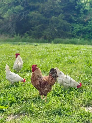 $299,000 | 5581 Highway 95, Mountain Grove, MO 65711