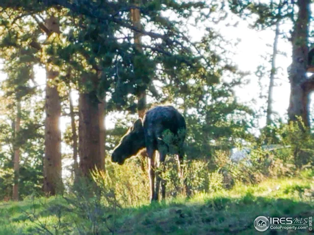 $817,000 | 98 Deadhorse Mountain Court, Livermore, CO 80536