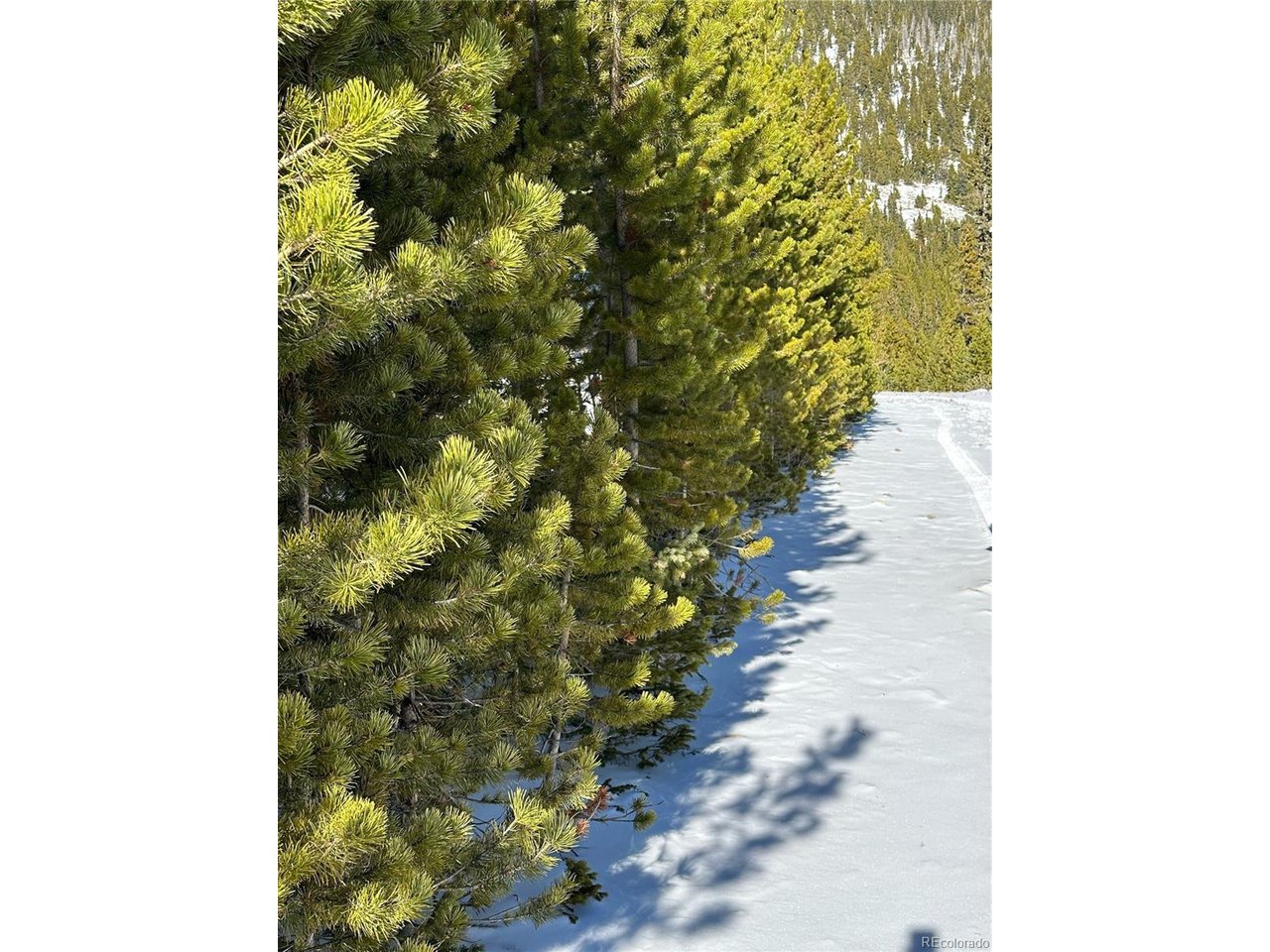 504 Hilltop Road Idaho Springs, CO 80452 - Photo 5 of 9 Tree lines street