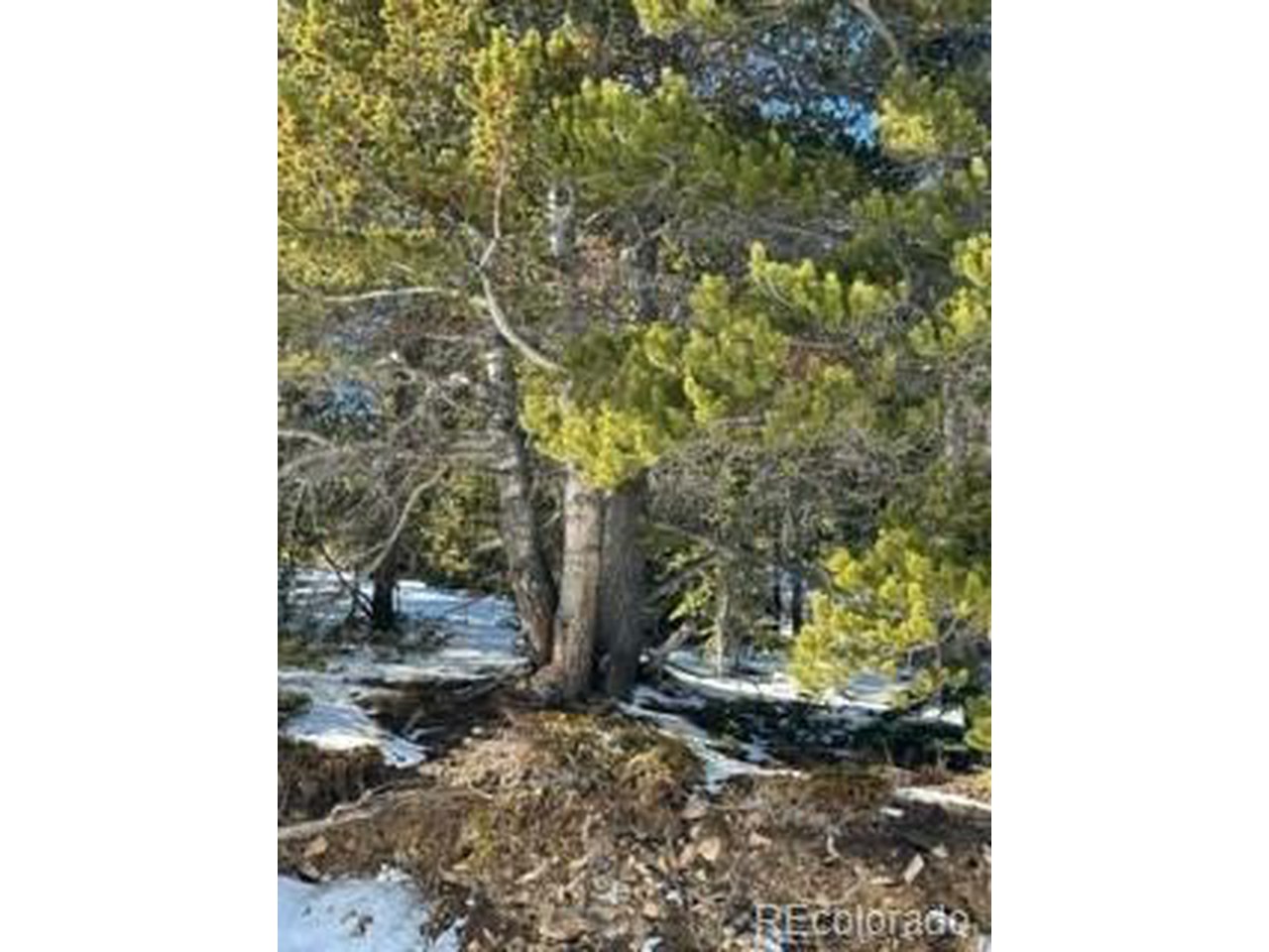504 Hilltop Road Idaho Springs, CO 80452 - Photo 6 of 9 Diverse Forest