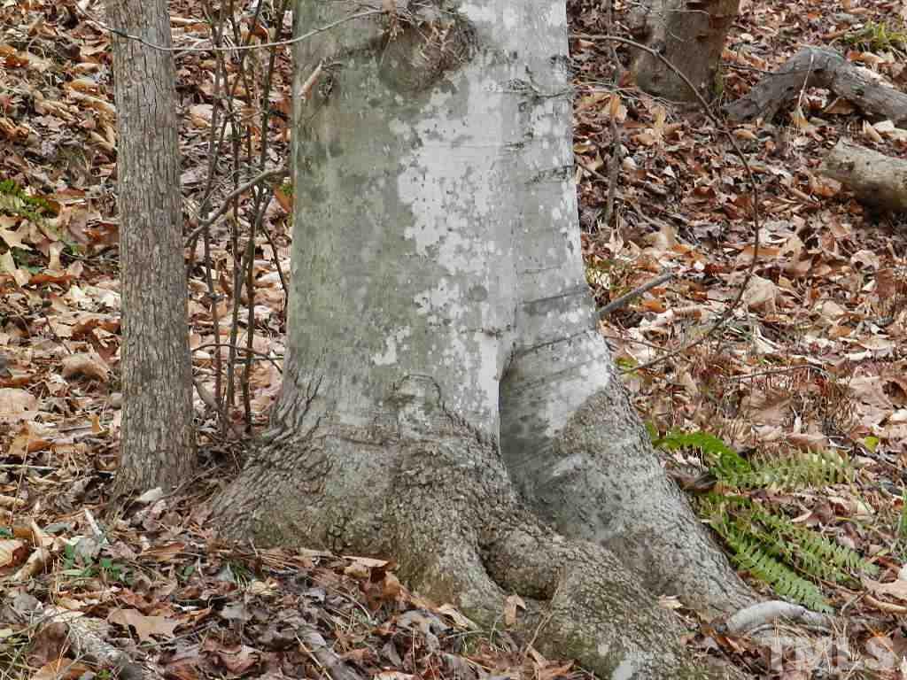0 Apple Mill Road Efland, NC 27243 - Photo 1 of 8 Gallery Image 1