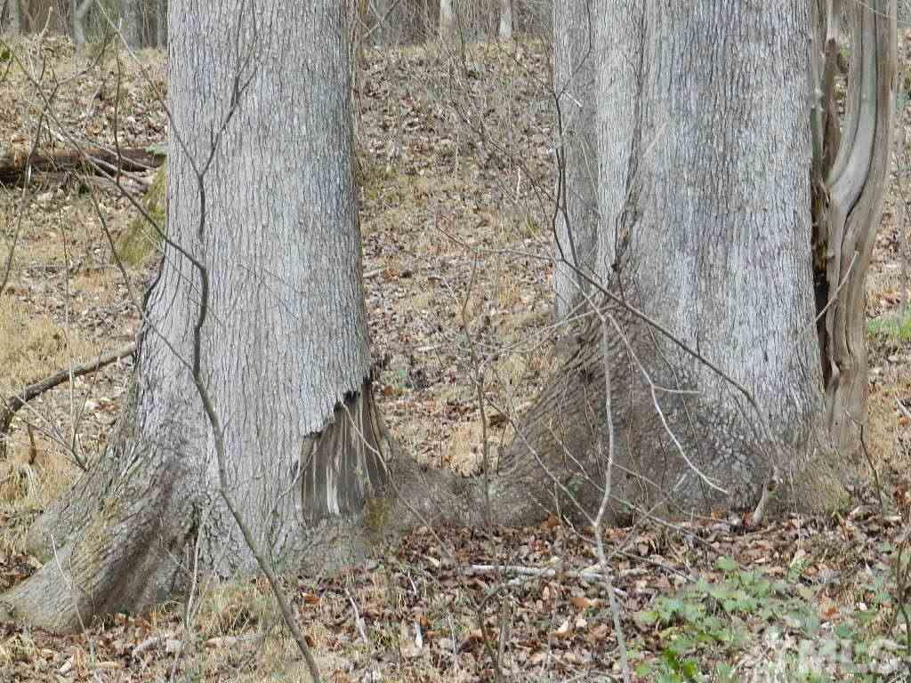 0 Apple Mill Road Efland, NC 27243 - Photo 7 of 8 Gallery Image 7