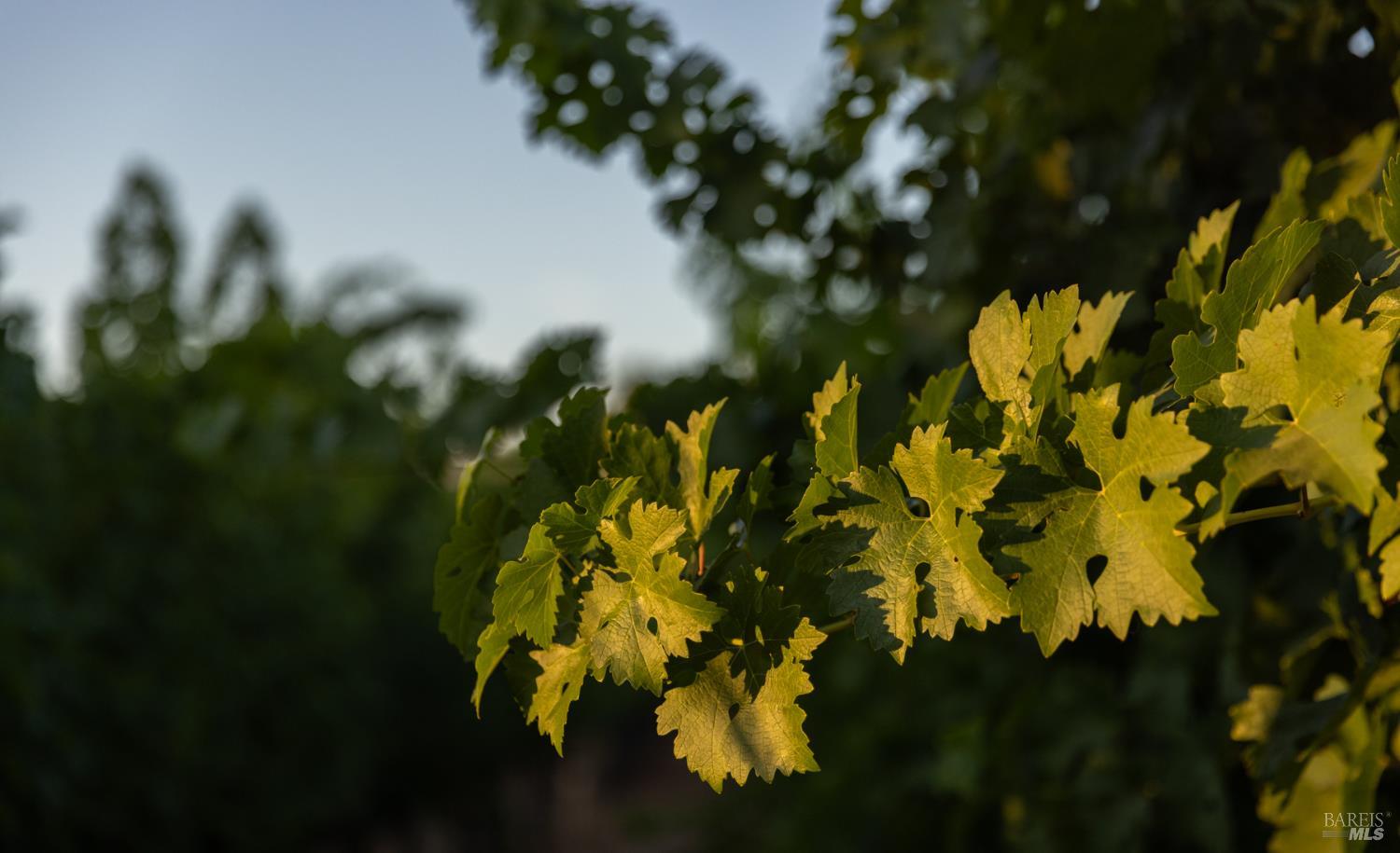0 Ragatz Lane Napa, CA 94558 - Photo 26 of 27 Gallery Image 26