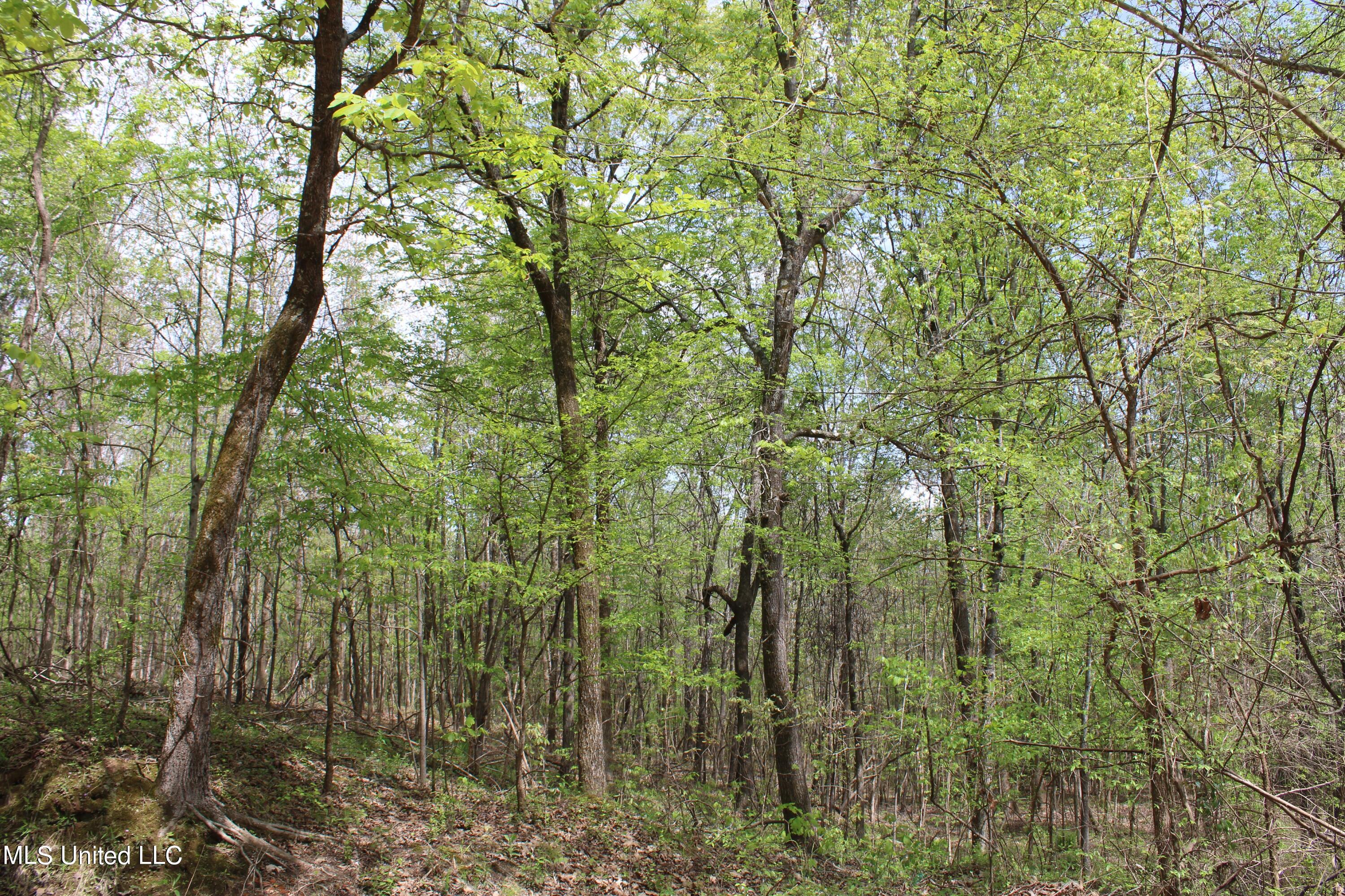 5200 Blackjack Road Ashland, MS 38603 - Photo 11 of 49 IMG_3660