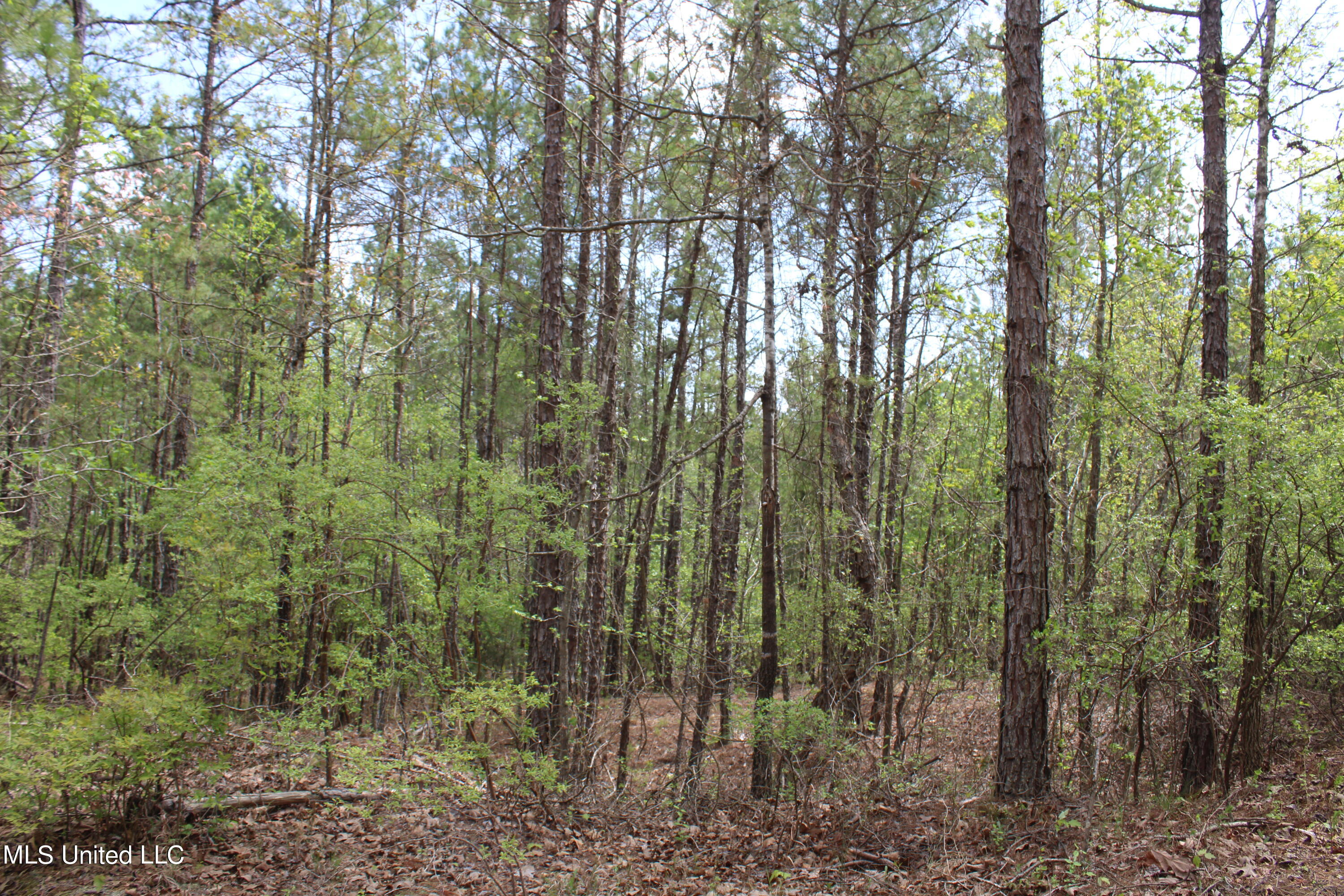 5200 Blackjack Road Ashland, MS 38603 - Photo 15 of 49 IMG_3669
