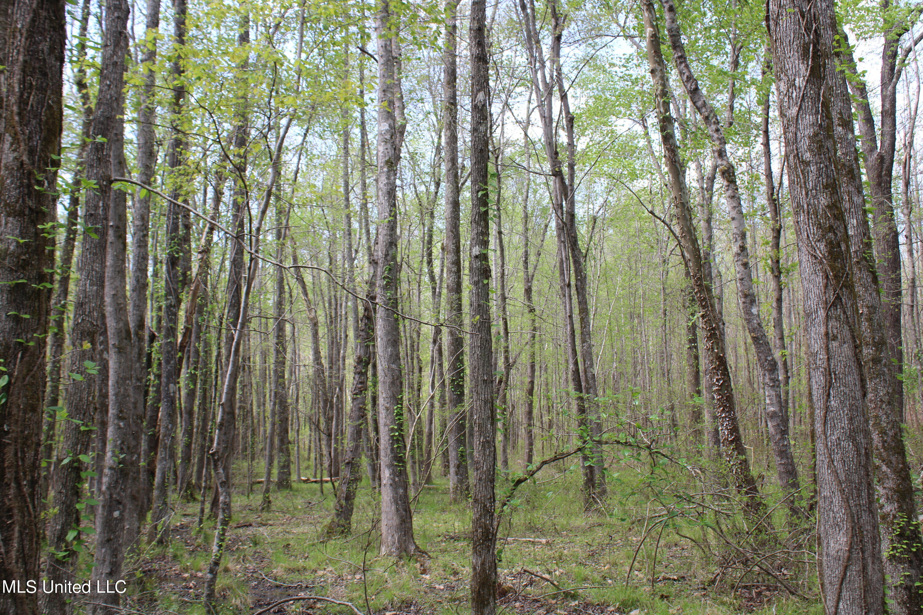 5200 Blackjack Road Ashland, MS 38603 - Photo 22 of 49 IMG_3685